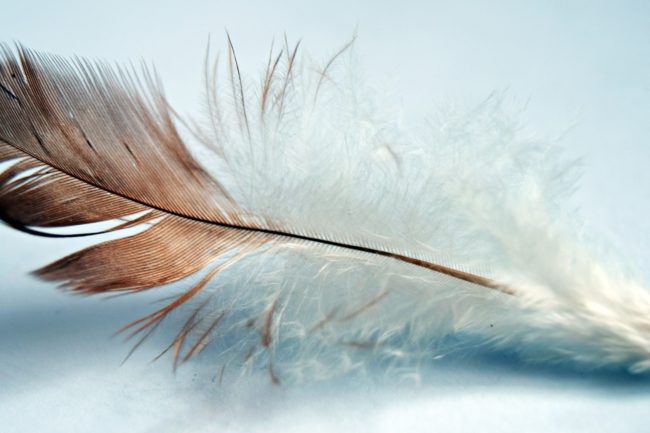 feather-2643469_1920